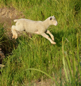 A lamb leaps across the creek in a green field of tall grass